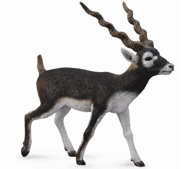 HIRSCHZIEGENANTILOPE (L)