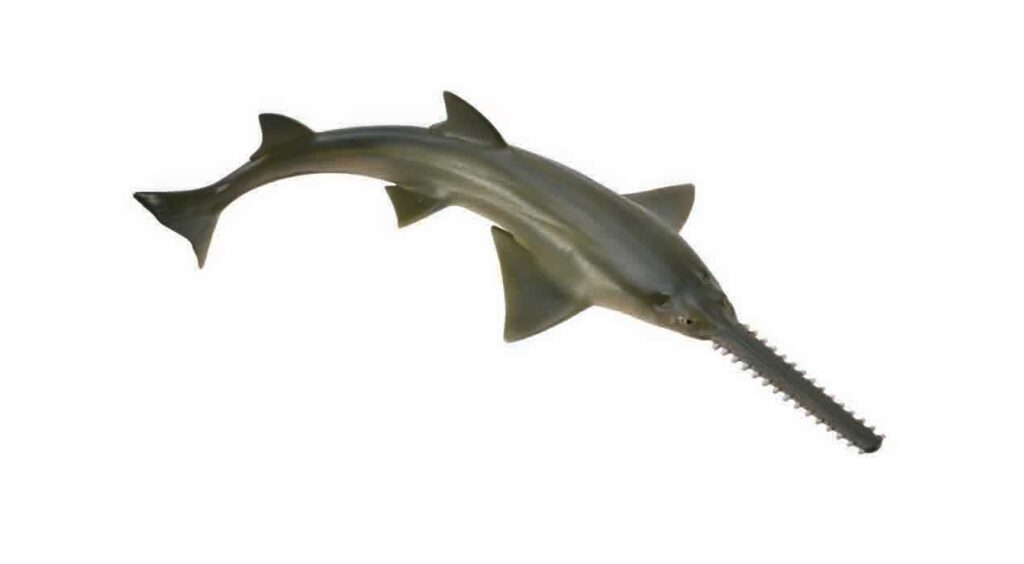 SÄGEFISCH (M)