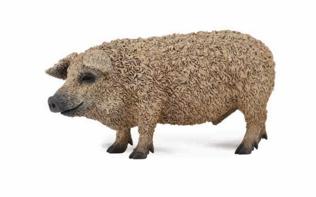 MANGALICA-SCHWEIN (M)