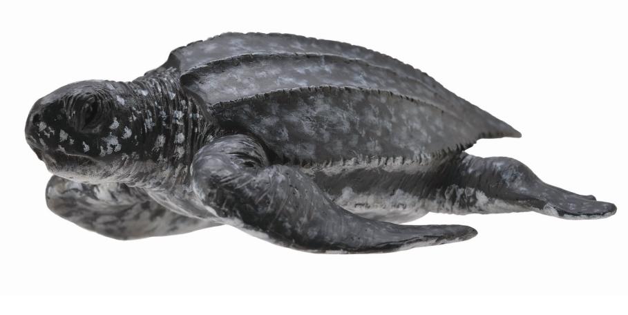 LEDERSCHILDKRÖTE (M)