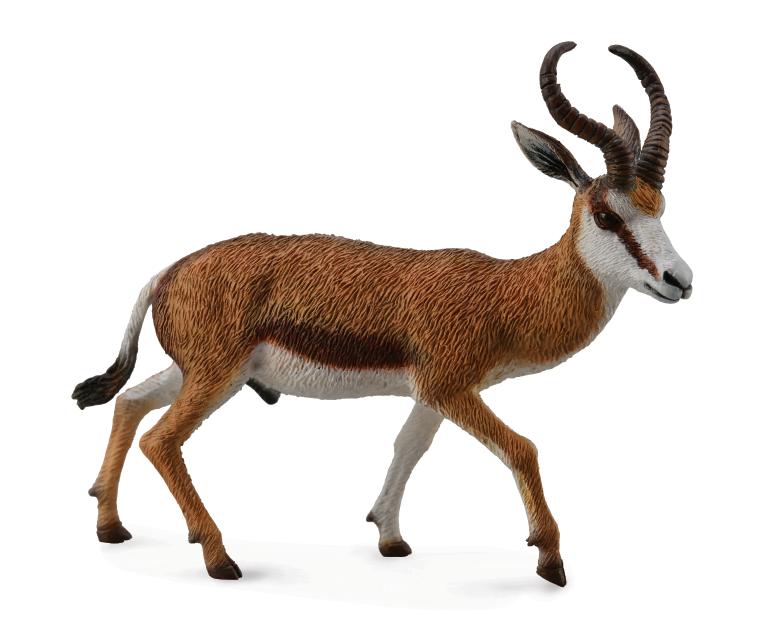 SPRINGBOCK (L)