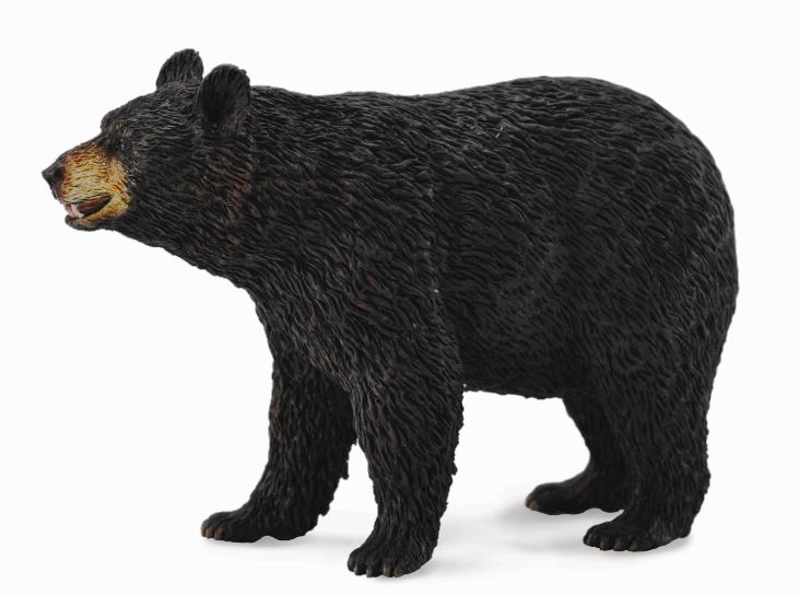 AMERIKANISCHER SCHWARZBÄR (L)