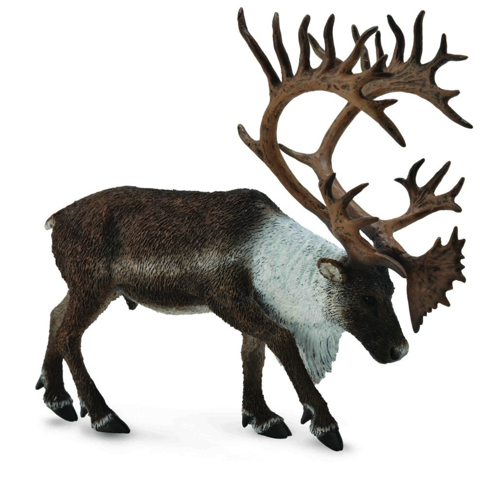 KANADISCHES WALDKARIBU (XL)