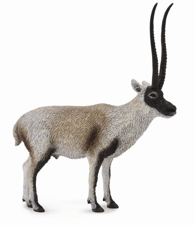 TSCHIRU - TIBETANTILOPE (L)