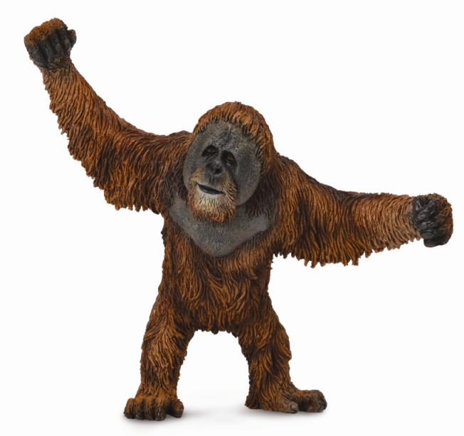 ORANG-UTAN (L)