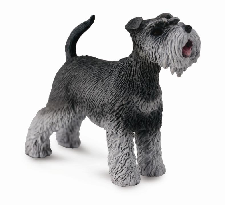 SCHNAUZER (M)