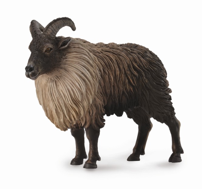 HIMALAYA TAHR (L)