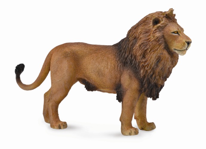 AFRIKANISCHER LÖWE (L)