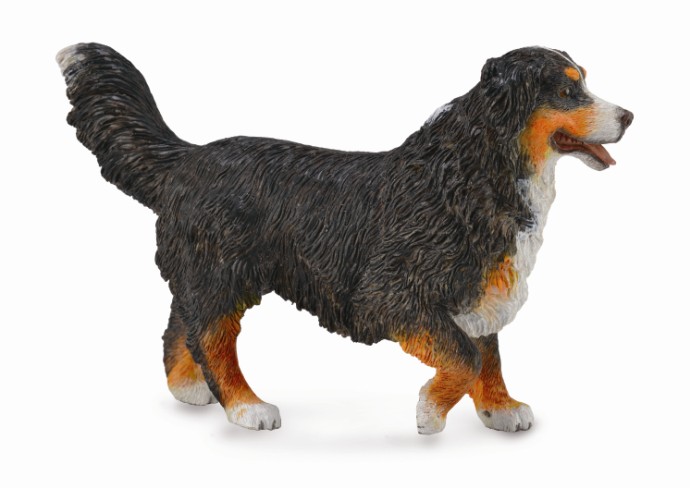 BERNER SENNENHUND (L)