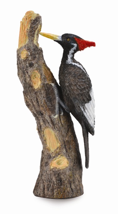 ELFENBEINSPECHT (L)