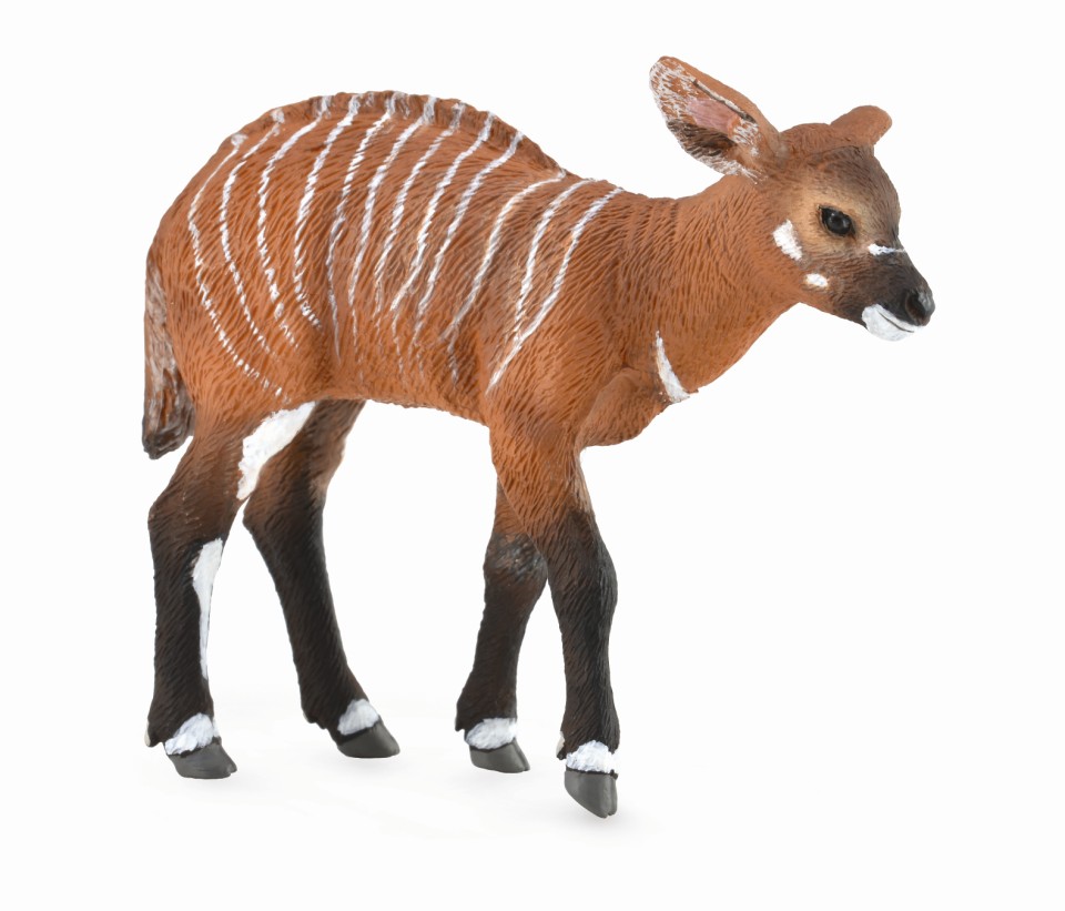 BONGO KALB (M)