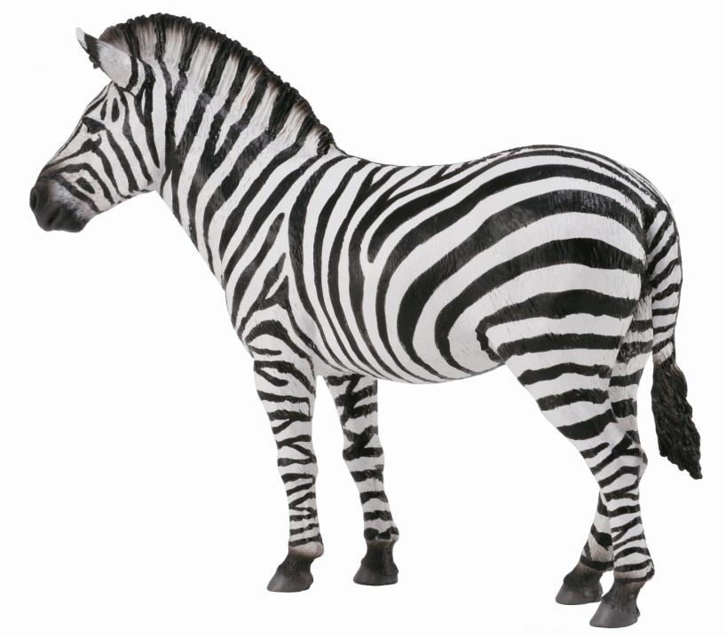 STEPPENZEBRA (L)