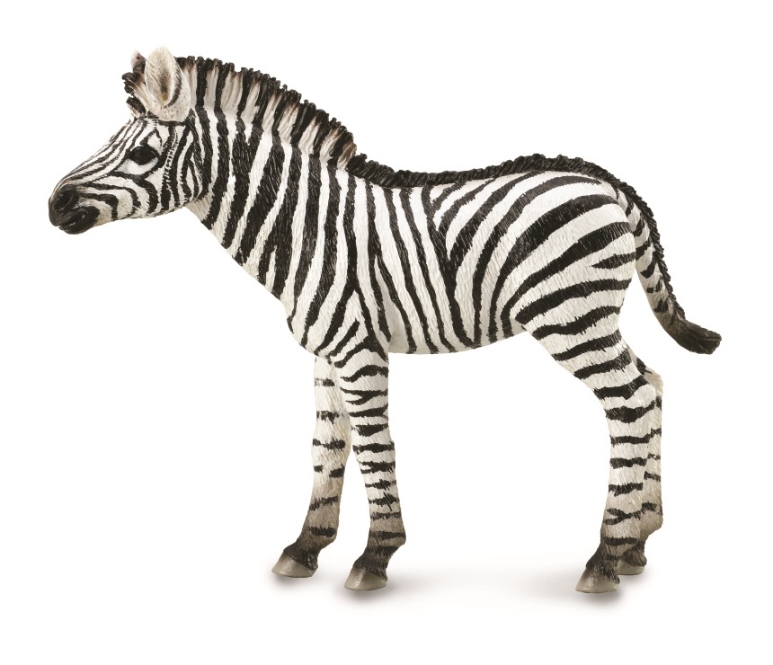 ZEBRAFOHLEN (M)