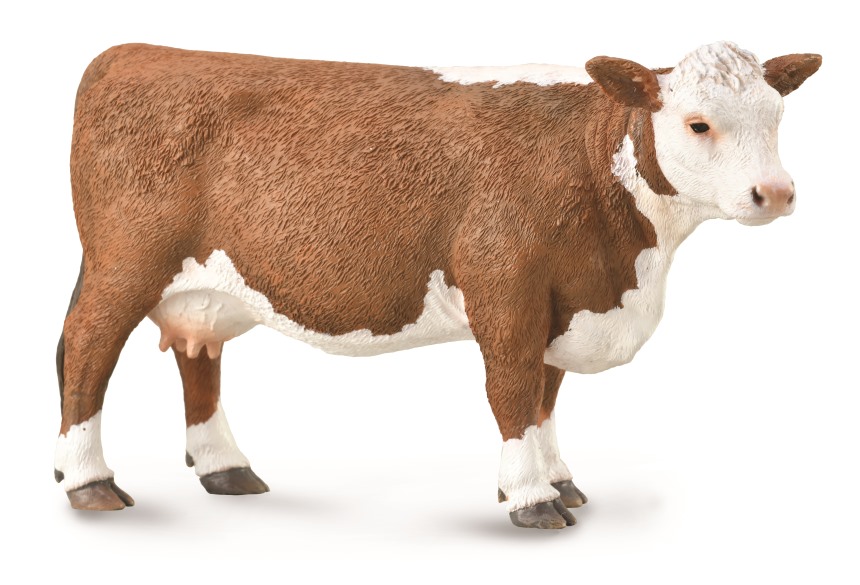 HEREFORD-KUH (L)