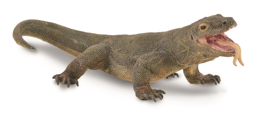 KOMODOWARAN (L)