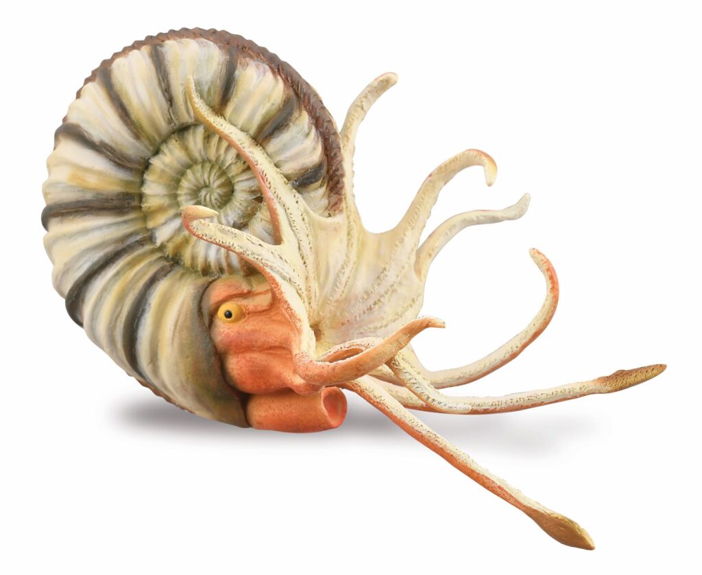 PLEUROCERAS AMMONIT (XL)