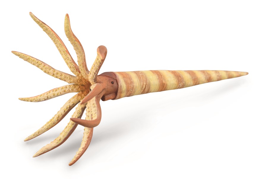 ORTHOCERAS - GERADHORN (L)