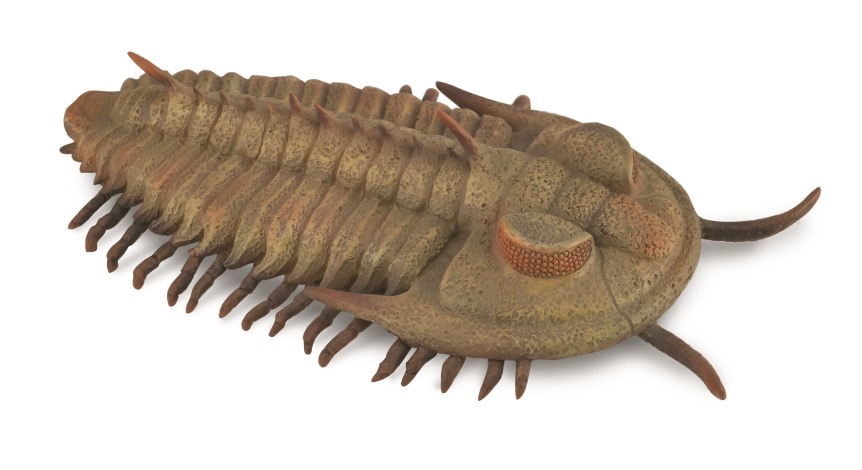 RIESEN-TRILOBIT (REDLICHIA REX TRILOBIT) (L)