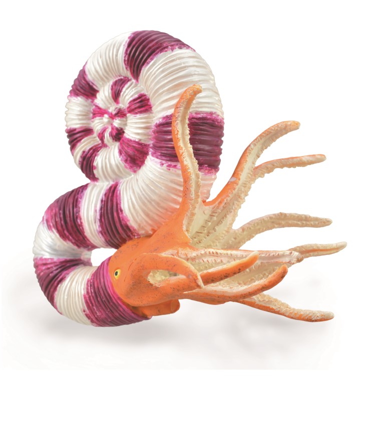 PRAVITOCERAS (L)