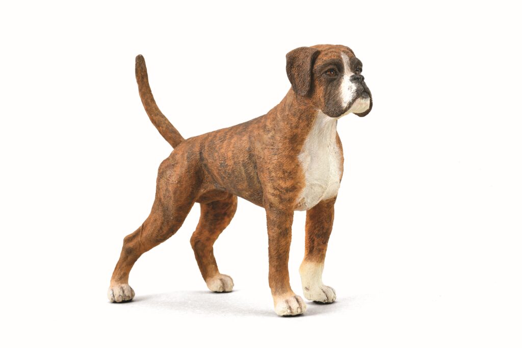 BOXER (L)