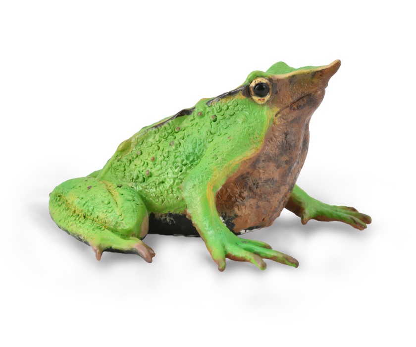 DARWIN - FROSCH (M)