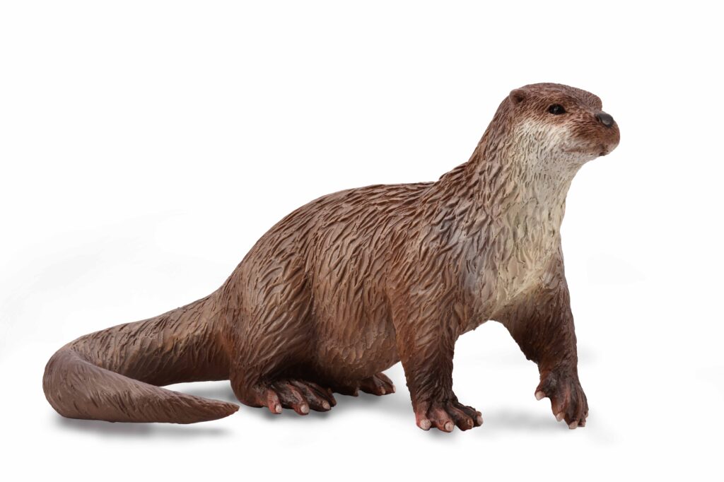 FISCHOTTER (M)