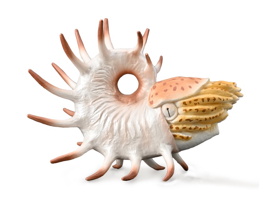 COOPEROCERAS (XL)