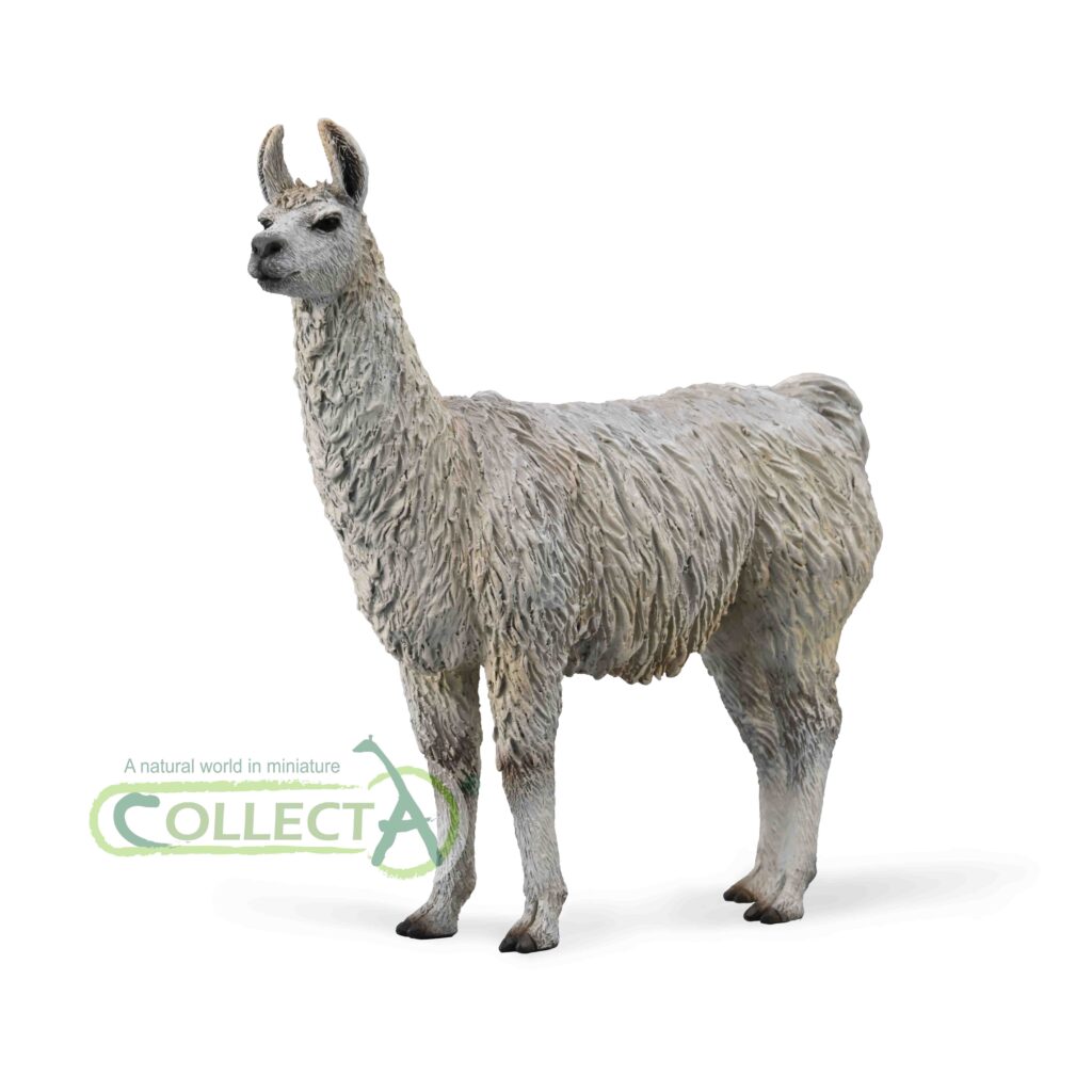 LAMA (M)