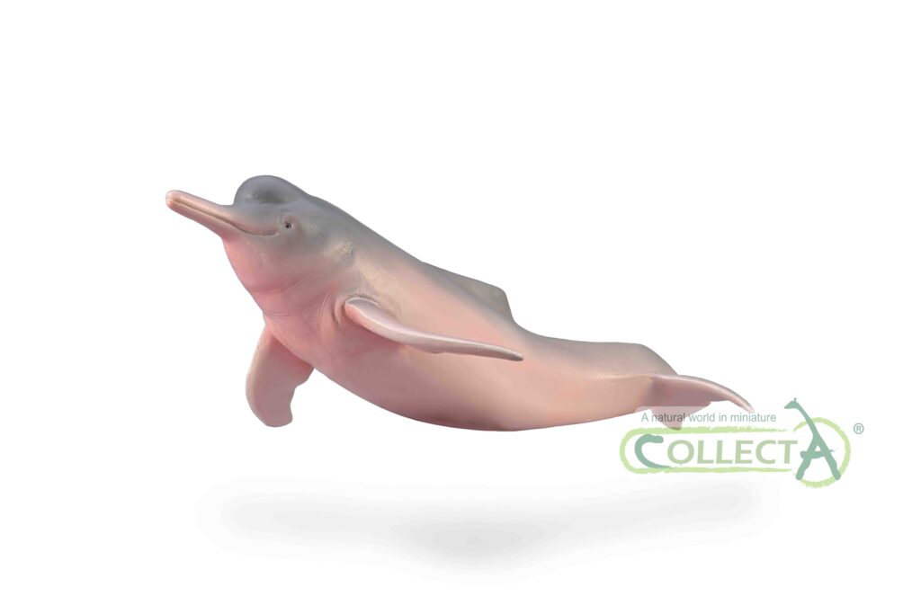AMAZONASDELFIN (M)