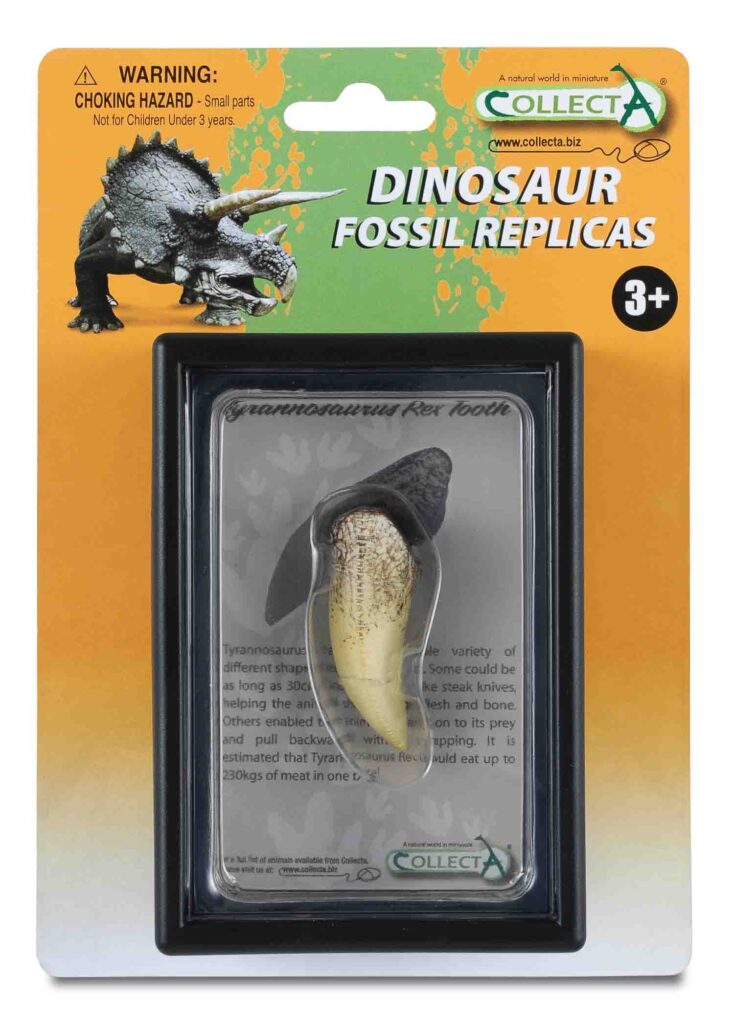 T-REX ZAHN,Display-Kästchen