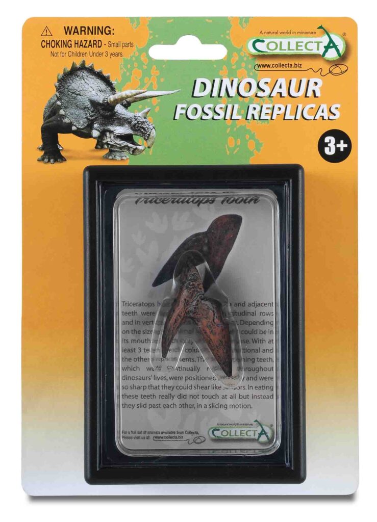 TRICERATOPS ZAHN, Display-Kästchen