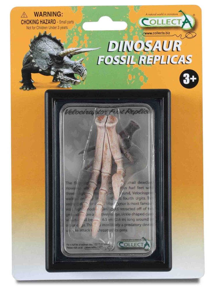 VELOCIRAPTOR FUSSNACHBILDUNG, Display-Kästchen