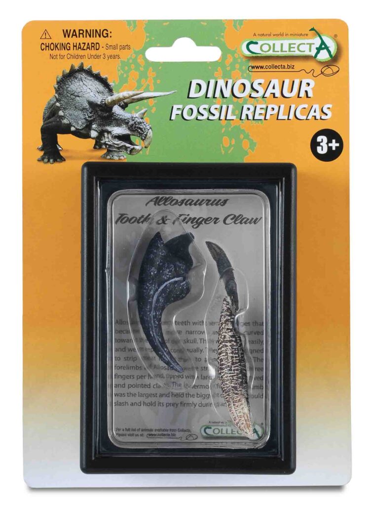 ALLOSAURUS ZAHN UND VORDERFUSSKRALLE, Display-Kästchen