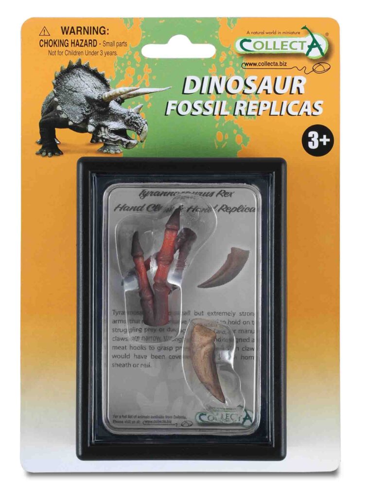 TYRANNOSAURUS VORDERFUSSKRALLE UND HANDNACHBILDUNG, Display-Kästchen